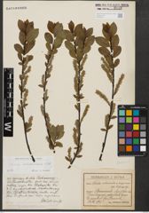 Foto von Salix waldsteiniana Willd.